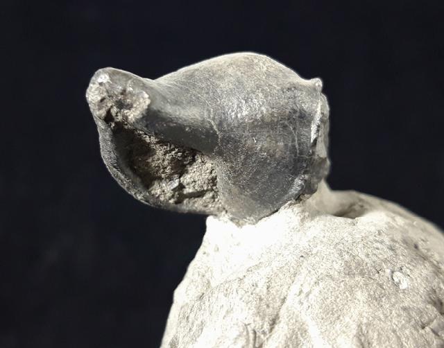 Cymatium affine (DESHAYES 1832) - Bild © FossNet FossilienStore